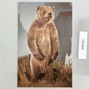 Alaskan Brown Bear University of Alaska Museum 1970s Postcard AK PC